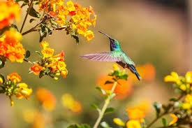 12 Beautiful Perennial Flowers That Attract Hummingbirds To The Garden