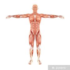 Activities such as lifting weights or heavy boxes require brute strength from the muscles of the arm. Man Muscles Anatomy System Isolated On White Background Poster Pixers We Live To Change