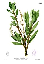 Image result for Hygrophila spiciformis