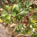 Image result for Manilkara mochisia