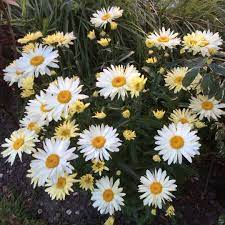 Maybe you would like to learn more about one of these? Leucanthemum X Superbum Broadway Lights Shasta Daisy Broadway Lights Uploaded By Bathsheba62