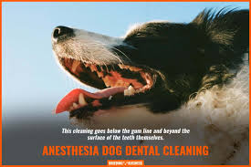 Pets over the age of 5 will require presurgical bloodwork. Cost Of Dog Teeth Cleaning Scaling Fillings Gum Cleaning Faqs