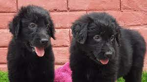 Bring a puppy to be your companion. Rare Purebreed Black Golden Retriever Pups Extremely Rare For Sale In India Black Retriever Pups Youtube