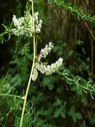 Image result for Asparagus racemosus