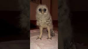 Barred Owlet Funny Long Legs Youtube Top free images & vectors for owls long legs in png, vector, file, black and white, logo, clipart, cartoon and transparent. barred owlet funny long legs youtube