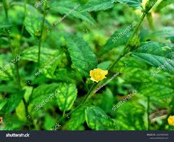 Image result for Sida acuta