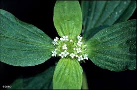 Image result for Mitracarpus