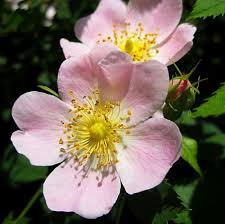 Wildobst Hunds Rose Blumen Rosen Britische Blumen Blumenfotos