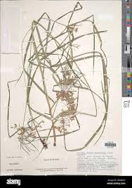 Image result for Cyperus fischerianus