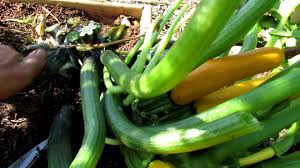Mid Season Squash Zucchini Care Powdery Mildew Sprays Borers Fertilizing Squash Bugs More Youtube