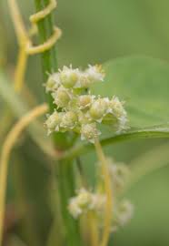 Image result for Cuscuta australis