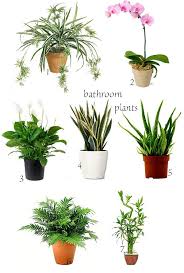 Winter Home Bathroom Plants Bathroom Plants Best Bathroom Plants Plants