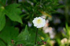 Image result for Ranunculus raeae