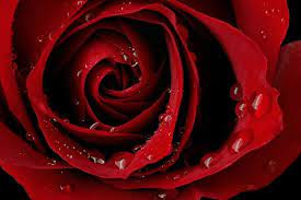 Beautiful Red Rose Wallpaper Image Red Rose Wallpaper Beautiful Red Roses Red Roses