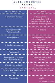 Difference Actinomycetes And Bacteria Comparison Summary Bacteria What Is Bacteria Bacteria Shapes