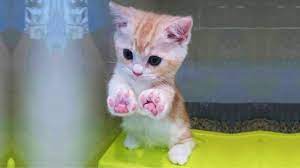 Vid?os de chats trop mignons. Essayer De Ne Pas Rire Videos Droles De Chats Et De Chiens 67 Youtube