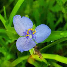 Spiderwort Flower Essence The Tea Apothecary Spiderwort Sometimes Called Bluejacket Is There For Us When We Feel Em Flower Essences Aura Healing Essence