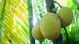 Growing jackfruit trees produce within three to four years and may live to 100 years old with productivity declining as they age. Jackfruit The Vegan Sensation That Saved Sri Lanka Bbc Travel