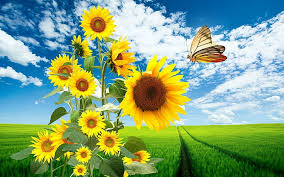 Looking for the best wallpapers? Butterfly On Sunflower Hd Wallpapers Free Download Wallpaperbetter