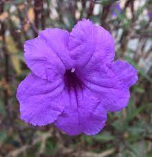 Exotic tropical flower with large petals with purple spots. Flower Tropical Purple Free Photo On Pixabay
