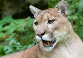 Panther tracks have some unique characteristics that help clearly distinguish them from other florida animals such as bears, bobcats, coyotes and dogs. Florida Wild Cats Struggle To Walk Due To Unknown Disorder The Scientist Magazine
