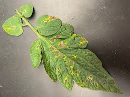 Image result for tomato seedling early blight
