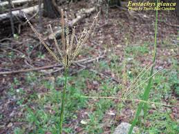 Image result for Eustachys