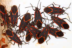 We cannot diagnose injuries or identify insects/spiders that allegedly caused bites. What Are These Black Red Bugs Around My House Boxelder Bug Prevention