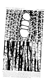 Image result for Paropsia brazzeana