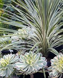 Aeonium Sunburst And Cordyline Australis Torbay Dazzler Flora Grubb Low Water Gardening Outdoor Gardens Design