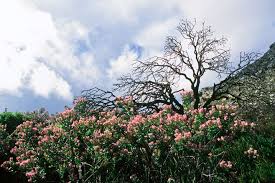 Image result for Indigofera adenoides