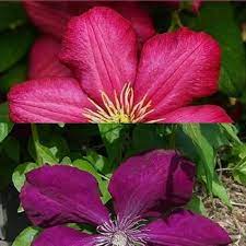 Check spelling or type a new query. 2 Clematis Climbing Plants Clematis Rouge Cardinal Clematis Ville De Lyon 1 5 Litre Potting Red Velvet And Crimson And Winter Hard Clematisonline Climbing Plants Flowers Amazon De Garden