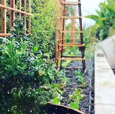 The organics out back crew not only did the hard work to properly prepare the soil, but they also built a beautiful fence around the gardens to keep the critters out. Landscape Division Organics Out Back