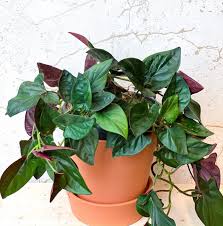 Syngonium Erythrophyllum Red Arrow Stekjes Zo Pretty Plants Plant Decor Plants