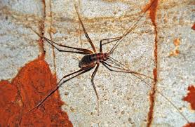 • house crickets • camel crickets • field crickets • mole crickets. How To Get Rid Of Cave Crickets Place Improvement