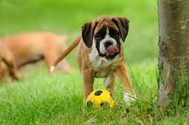 Maybe you would like to learn more about one of these? Deutscher Boxer Kaufen Darauf Musst Du Achten Deutscherboxer De