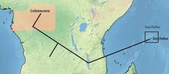 Image result for Colletoecema