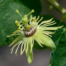 How to preserve a passion flower. Know Your Natives Yellow Passionflower Arkansas Native Plant Society