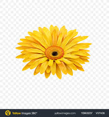 33 simple origami banners vector (png transparent, svg). Download Png Yellow Flowers Png Gif Base