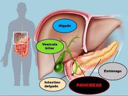 El Pancreas Dos Organos En Uno Enfermedades Del Pancreas El Pancreas Remedios Para La Salud