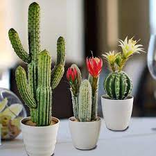 3 Artificial Cactus 60cm 33cm 33cm Cactus Plants For Sale Mini Cactus Plants Cactus