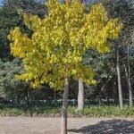 Image result for Combretum kraussii