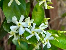 Image result for Jasminum stenolobum