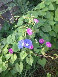 Pin On Mygardenanswers