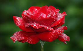 Red Rose Full With Drops Of Water Rose Flower Wallpaper Beautiful Flowers Images Rose Flower Hd