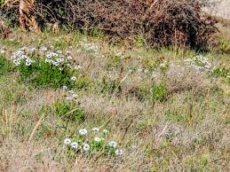 Image result for Callilepis laureola