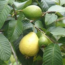 Check spelling or type a new query. Apple Guava Guava Tree Guava Fruit Fruit Trees