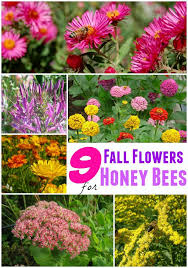 Chose several colors of flowers. 9 Fall Flowers For Bees To Help Them Overwinter This Year Bee Garden Flowers Bee Garden Honey Bee Flowers