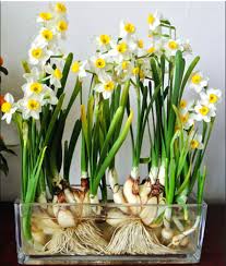 2 Paperwhites Indoor Daffodil Narcissus Bulbs 13 15cm Plants Home Balcony Bonsai Indoor Flowers Narcissus Bulbs Daffodils