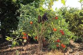 Image result for Solanum chrysotrichum